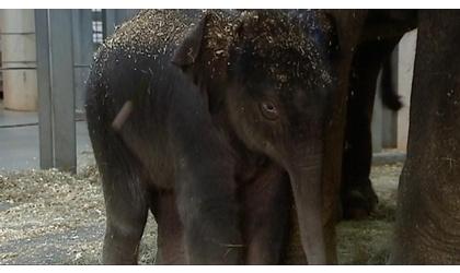 Baby elephant gets her name: Achara