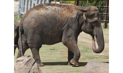 Elephant struggles to adjust to Oklahoma zoo
