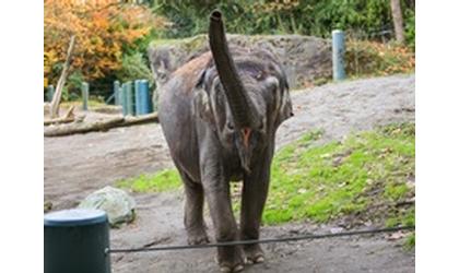 Seattle officials oppose elephants’ move to Oklahoma City Zoo