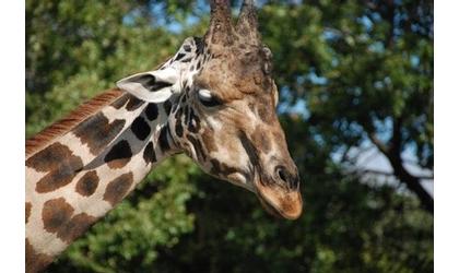 Oklahoma City Zoo’s giraffe dies