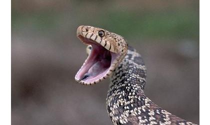 Department of Wildlife Warns of Snakes in and Around Oklahoma Lakes Ahead Father’s Day