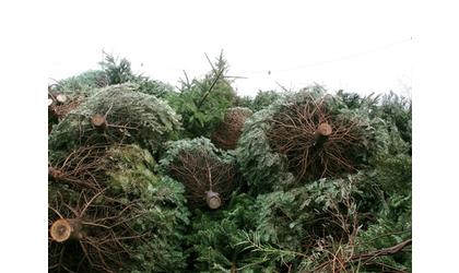 City Issues Christmas Tree Recycling Plan