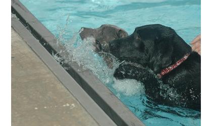 Ambucs Pool ready for the Dog Daze of Summer!