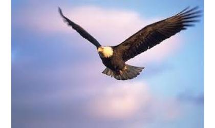 Kaw Lake eagle watch Saturday