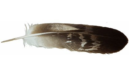 Student drops lawsuit on eagle feather