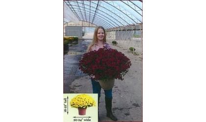 Local charity gives fall some color with Mums sale