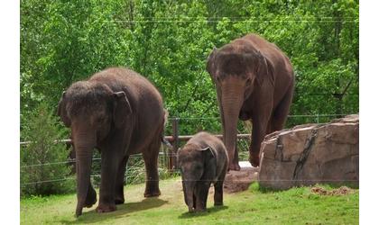 Seattle elephants go to court