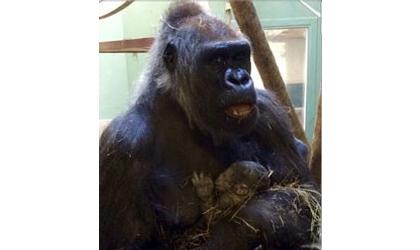 Gorilla born at Oklahoma City Zoo