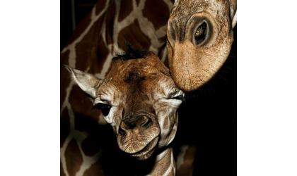 Giraffe born in Oklahoma City Zoo