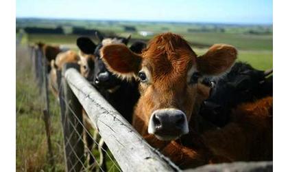 Cattle Rustling Seminar Scheduled In Pauls Valley