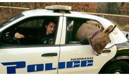 Donkey reunited with owner in Norman