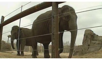 Seattle elephants arrive at Oklahoma City Zoo