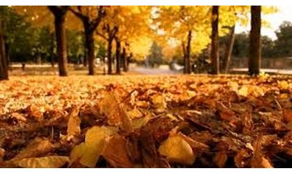 Fall leaf collection begins today