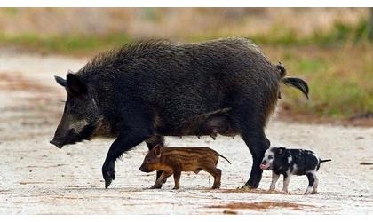 Diseased feral hogs found in Panhandle