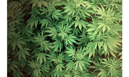 Three arrested in pot operation