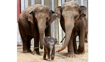 Oklahoma City Zoo’s Asian Elephant Pregnant Again