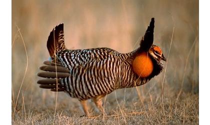 Pearce to hold meeting on prairie chicken
