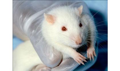 Cancer patients testing treatments on mice