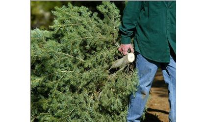 Recycle those Christmas trees