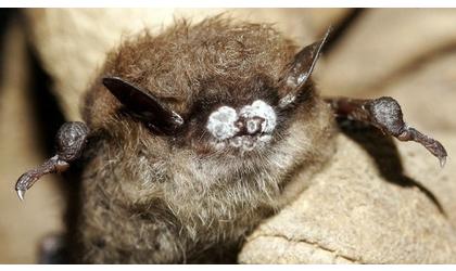 Bat fungus found in Oklahoma