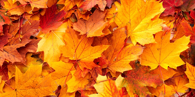 Autumn leaf collection starts Nov. 20