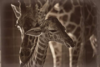 Oklahoma City Zoo announces birth of giraffe