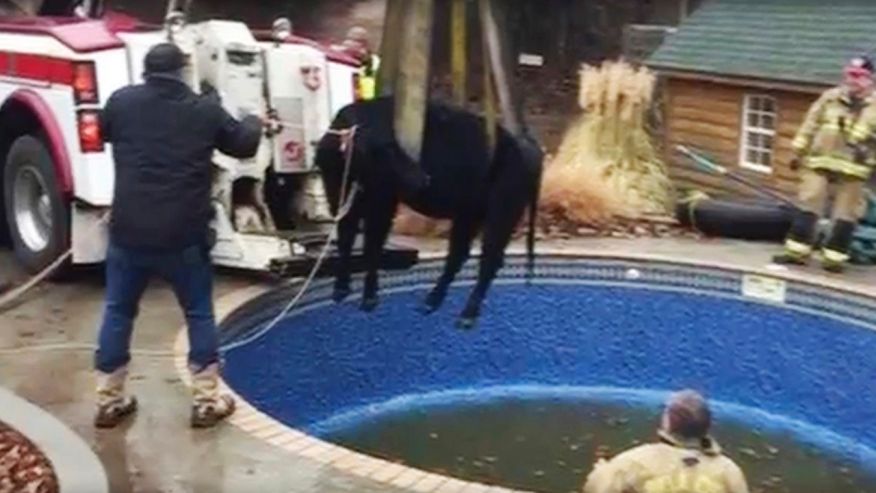 Oklahoma City firefighters rescue cow stuck in swimming pool