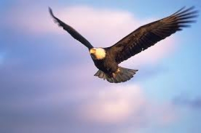 Wardens investigating fatal shooting of American bald eagle