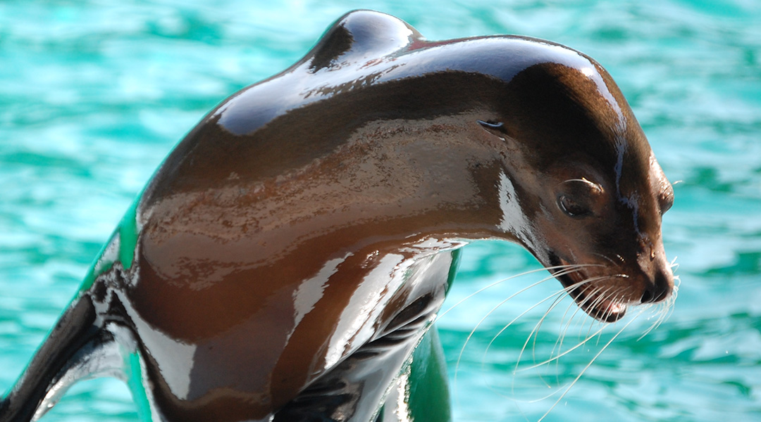 Sea lion who spent 3 decades at Oklahoma City Zoo dies