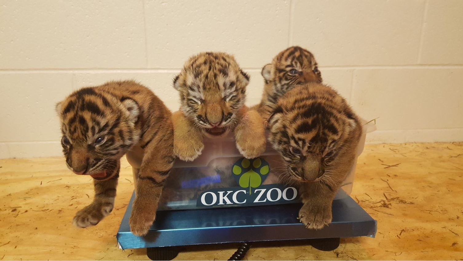 Tiger cub sent to Oklahoma City Zoo accepted by new mother 