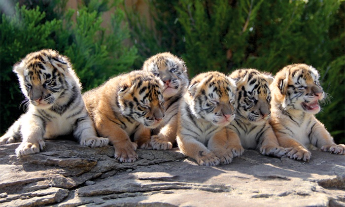 Oklahoma animal park agrees to send tigers to Colorado