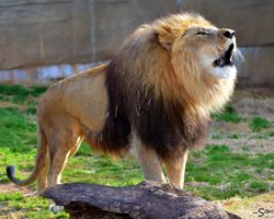 Kofi the African lion dies at Tulsa Zoo