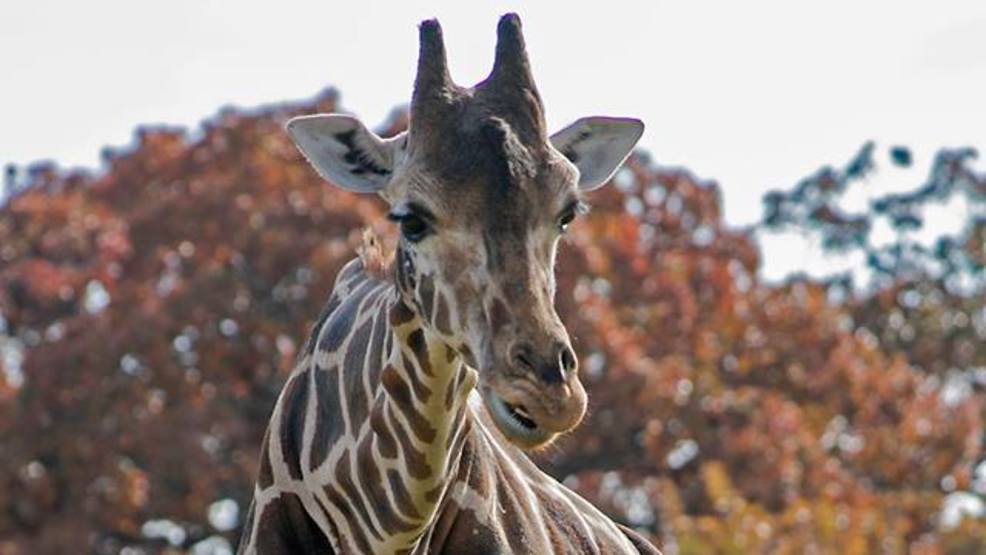 Oklahoma City zoo says nation’s oldest giraffe dies at 32
