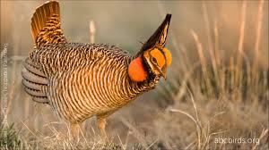 States to begin surveys for lesser-prairie chicken