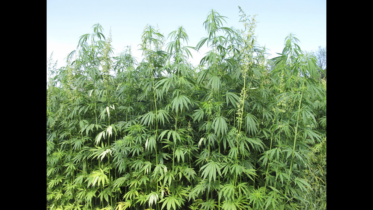 Oklahoma governor signs bill for commercial hemp production