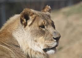 Female lion with a mane has died at Oklahoma City Zoo