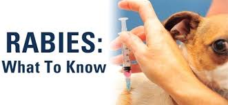 Pet owners encouraged to vaccinate against rabies