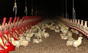 Ag Board to address poultry operations