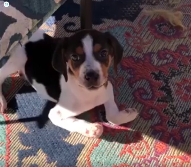 Milo, the Oklahoma puppy with wrong-way paws, is improving