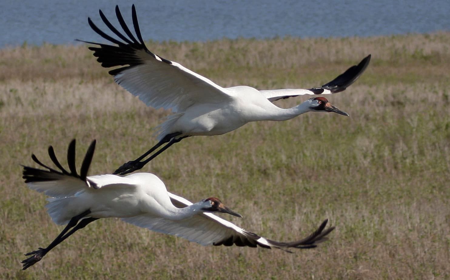 Last flock of whooping cranes leaves breeding program