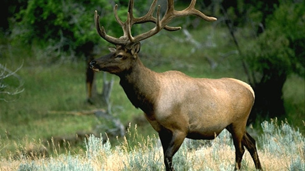 Dead elk tests positive for chronic wasting disease