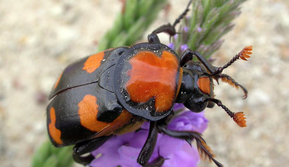 U.S. wildlife officials propose downlisting endangered beetle