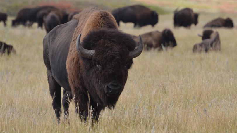 ‘The Buffalo Hunt’ seeks to show tribe in a new light