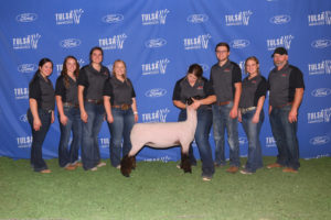 NOC sheep production class exhibits 20 sheep at Tulsa State Fair