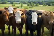 Lucas, other Congressmen, request assistance to Cattle Producers