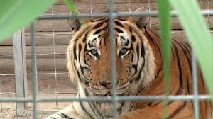 ‘Tiger King’ zoo closes after animal treatment investigation