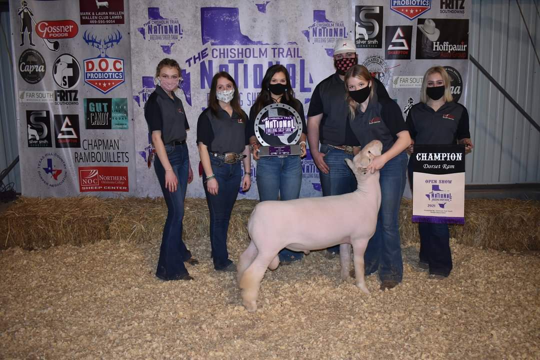 NOC Sheep Center earns honors at Texas show