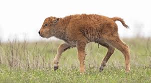 Tallgrass Prairie Preserve announces first baby Bison born in 2021