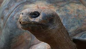 Former OKC Zoo Employee Sentenced in Galapagos Tortoise Trafficking