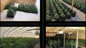 Proposed Medical Marijuana Grow Operation At Former Crossroads Mall in OKC Raising Concerns